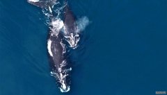 <b>露脊鲸向它们的孩子们“耳语”以躲避捕食者</b>