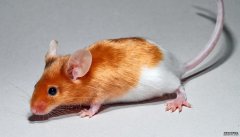 <b>社会实验室的老鼠会更好地代替人类</b>
