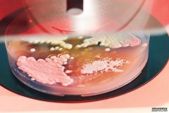 <b>沐鸣国际平台登陆来自北爱尔兰墓地的土壤可能会使科学家们找</b>