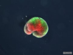 <b>沭鸣平台登陆科学家首次将青蛙干细胞组装成“活机器”</b>