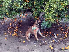 <b>沭鸣平台登陆疾病嗅探犬能拯救世界柑橘吗?</b>